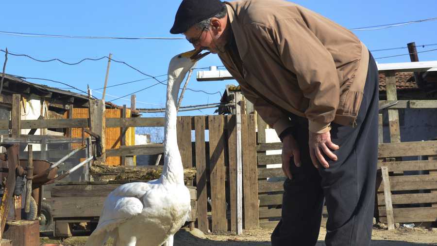 Recep Mirzan, a 63-year-old retired postman talks to Garip, a female swan that he rescued 37 years ago, in his farmhouse outside Karaagac, in Turkey's western Edirne province, bordering Greece, Saturday, Feb. 6, 2021.