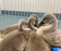 swans cygnets being treated