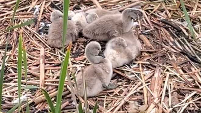These swan cygnets are orphaned along the Charles River Esplanade after their parents&# x20;had to be euthanized after exhibiting symptoms consistent with the avian flu.