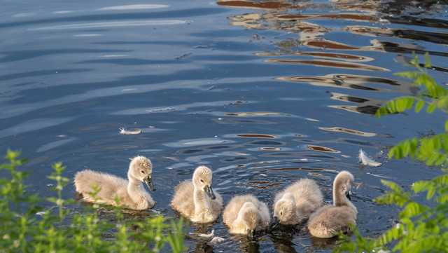 Orphaned cygnets captured along Esplanade, brought to wildlife center - Vimarsana News
