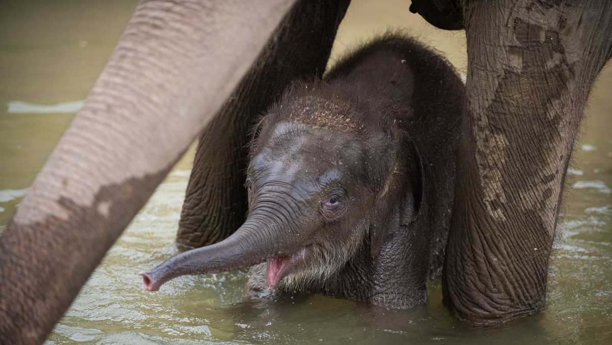 Columbus Zoo's baby elephant Frankie experiences first swim lesson