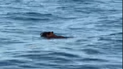 Videos Of Black Bear Swimming In Lake Of The Ozarks Go Viral