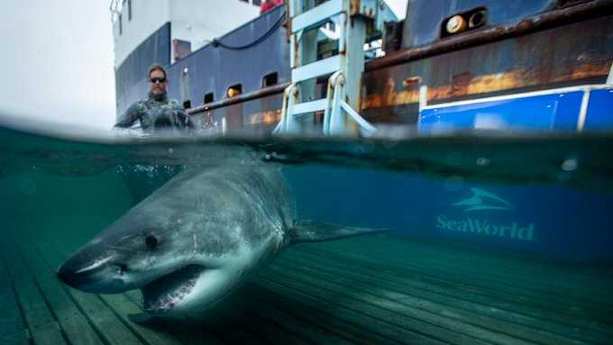 Great White Sharks Are Moving To Florida For The Winter