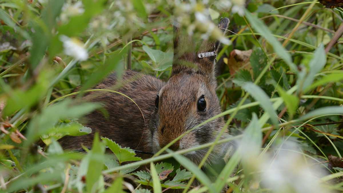 Have you seen this rabbit? Endangered cottontail needs help