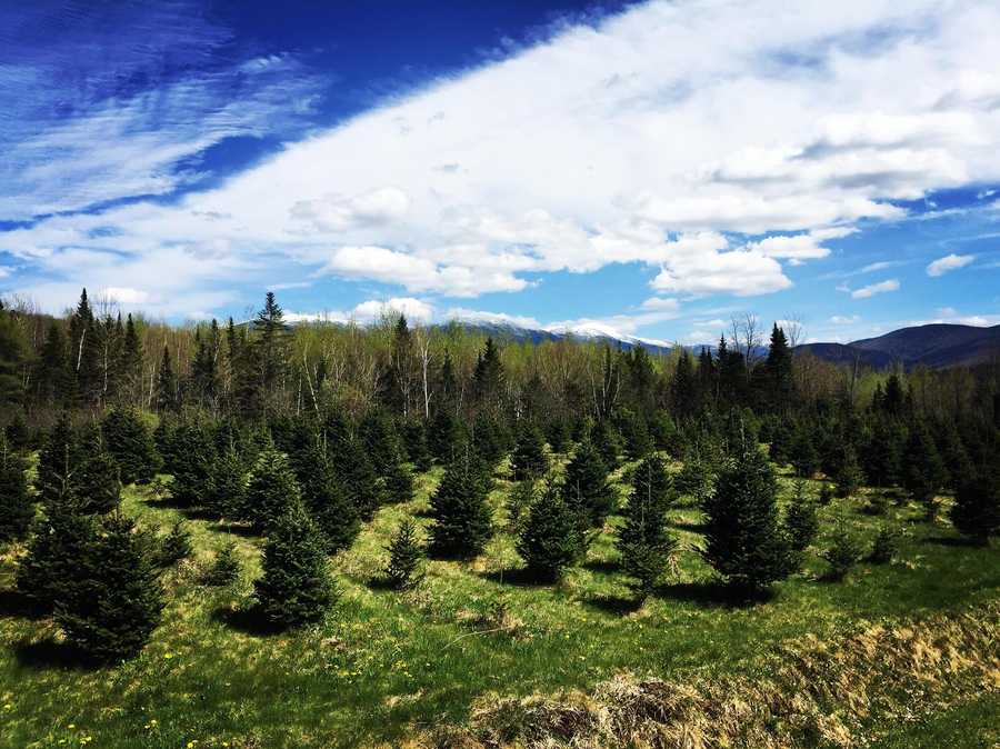 Viewers' Choice 2016 Best Christmas tree farm in New Hampshire