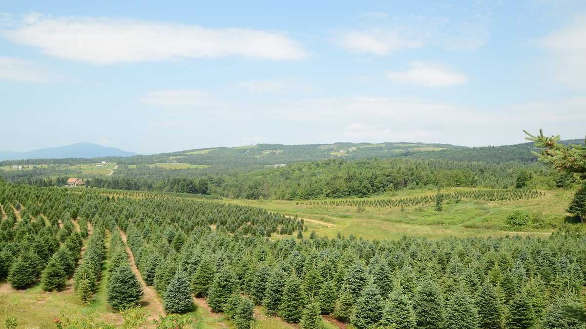 Viewers' Choice 2016 Best Christmas tree farm in New Hampshire