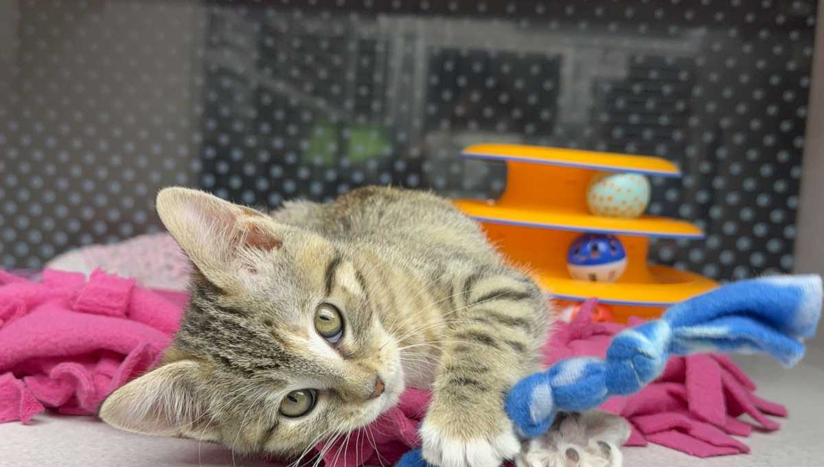 News We Love: Omaha students make rope toys for adoptable pets at Nebraska Humane Society
