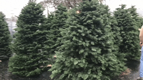 3 tips to find your perfect Christmas tree