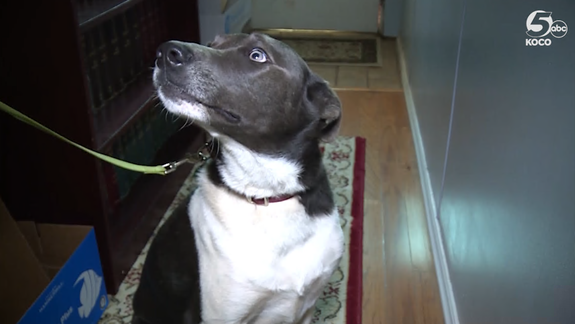 ‘I want my dog back’ Woman, animal shelter in legal dispute after dog