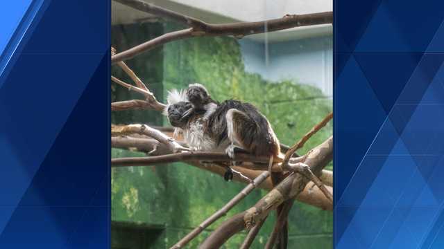 Nebraska zoo announces birth of cotton-top tamarins - Vimarsana News