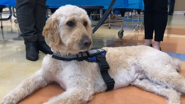 Hamilton City School District introduces new therapy dog Tango