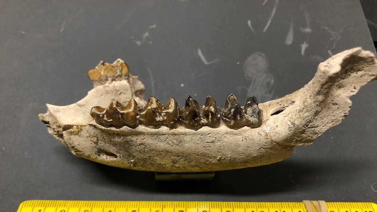 Mastodon fossils found in Mokelumne River Watershed