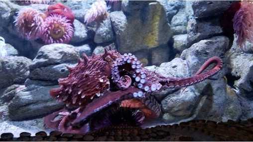 Tatoosh the octopus makes New England Aquarium debut in Boston.