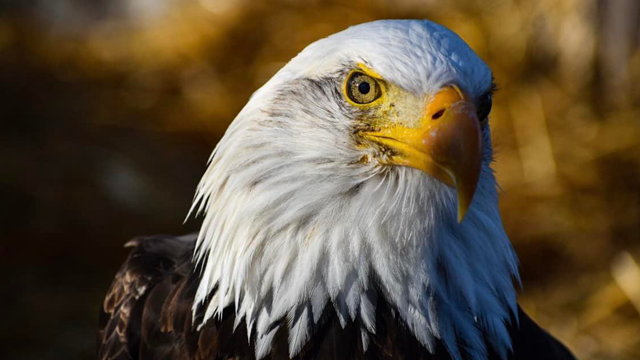 Legislation introduced to make the bald eagle the national bird