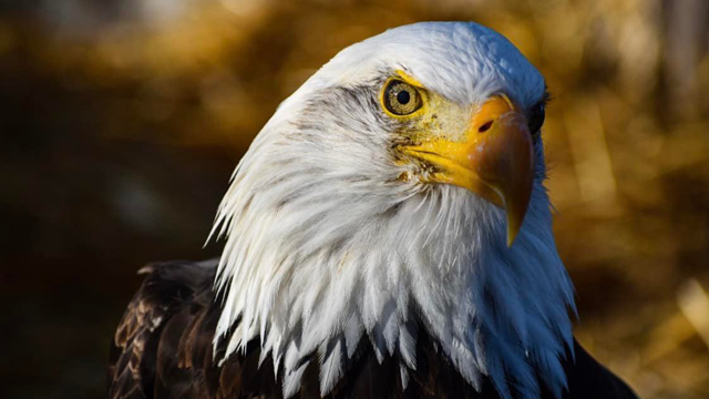 Oklahoma park mourns bald eagle's death - Vimarsana News