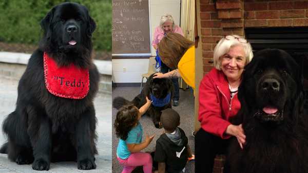 teddy the therapy dog