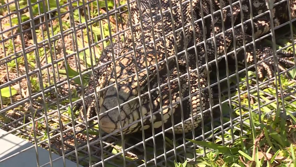 What would you use to trap a tegu? - The Wildlife Society