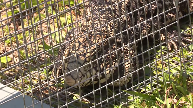 FWC: New population of Argentine Black and White Tegu Lizards in Fort Pierce - Vimarsana News