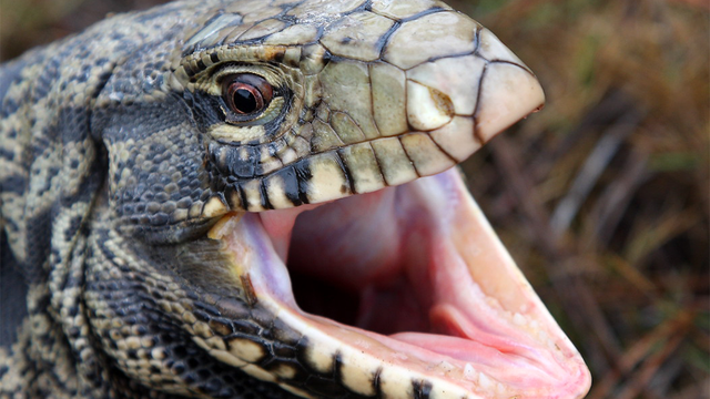 Georgia wildlife officials warn of invasive lizard species - Vimarsana News