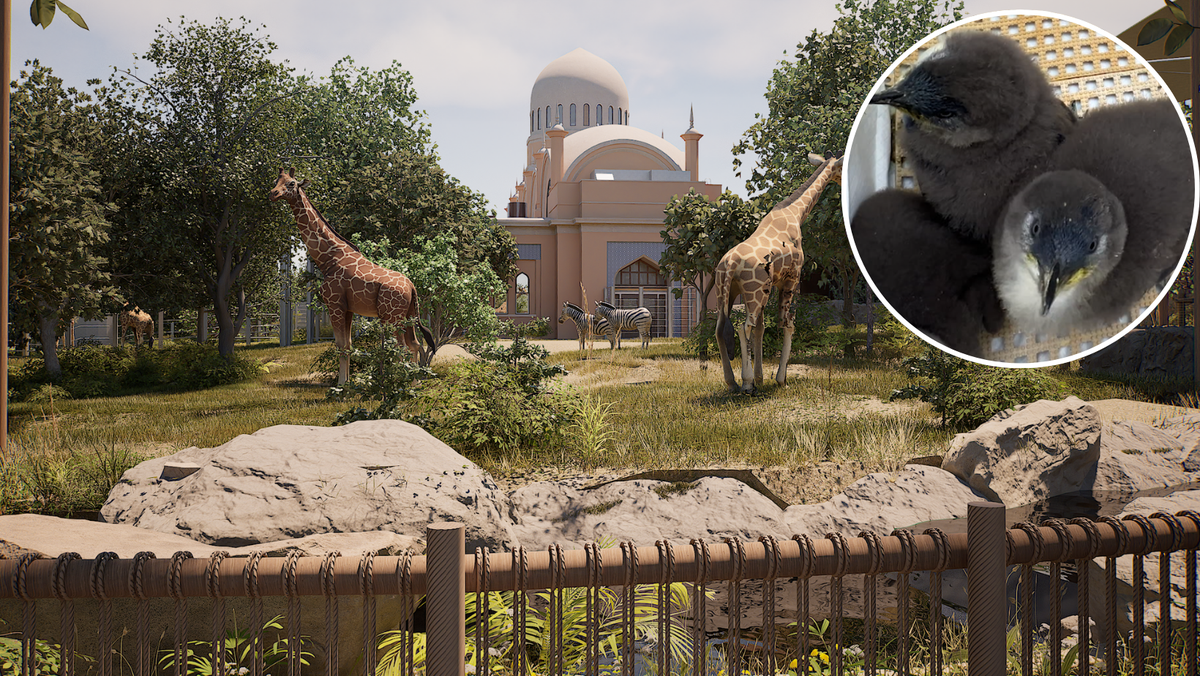 Cincinnati Zoo hatches rare penguin chicks and unveils new giraffe experience