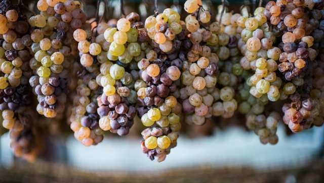 What to know about the Terra Madre Festival coming to Sacramento - Vimarsana News