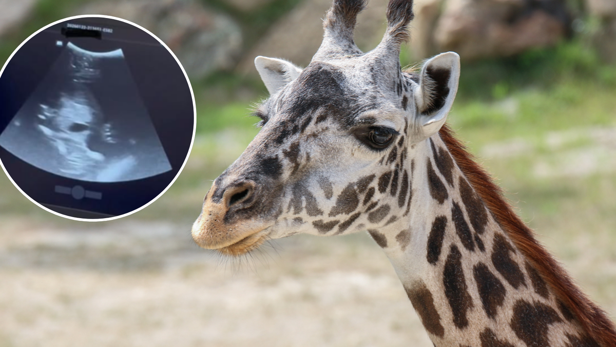 How to tell when Tessa the giraffe is ready to give birth: Signs to watch for