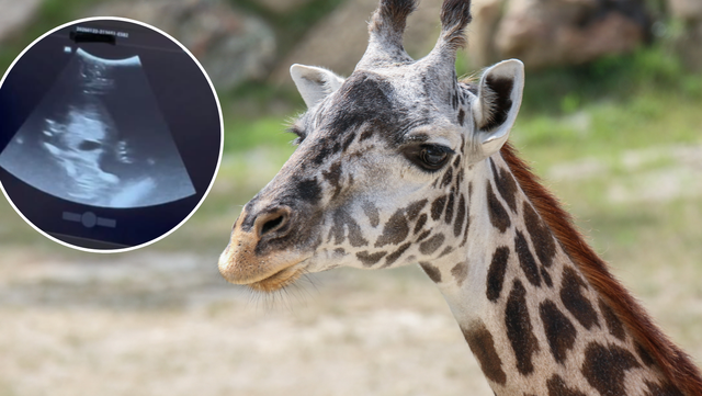 Baby on the way! Cincinnati Zoo announces giraffe Tessa is pregnant
