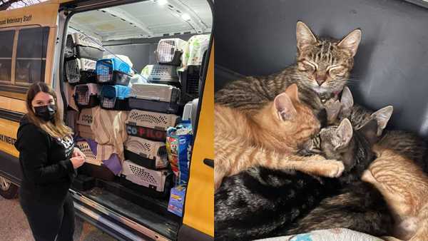 Dozens of cats Cincinnati animal rescue saved from ...