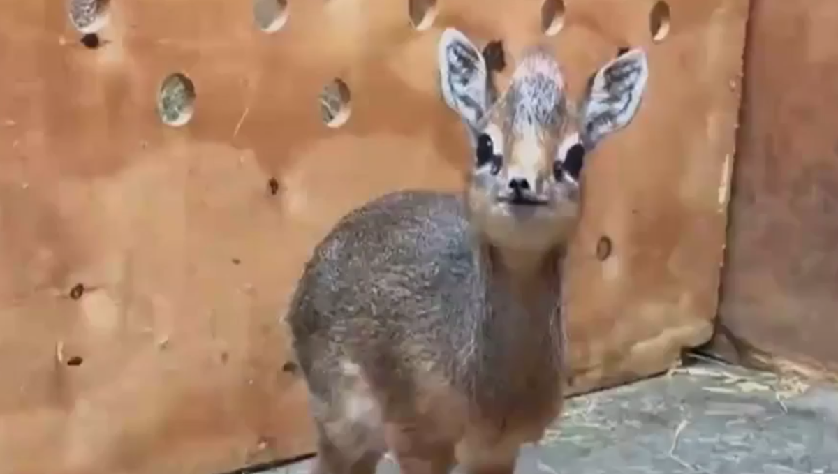 Tiny, baby antelope melting hearts across the globe