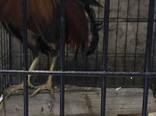 Hundreds Of Birds To Be Euthanized After Cockfighting Bust 