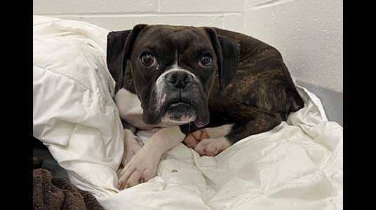 60 boxers rescued by MSPCA in Essex County will need homes - Vimarsana News