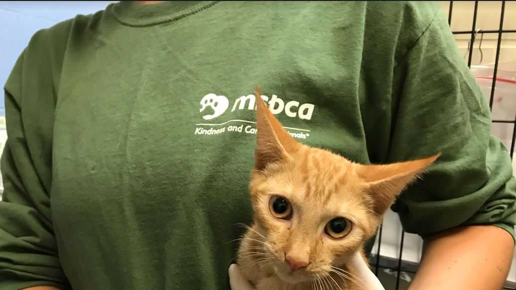 Cats rescued from hurricane-ravaged islands need new homes!