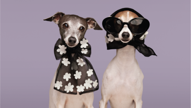 Target made an entire collab for furry friends. Here's some of our ...