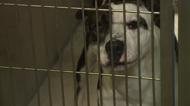South Carolina: Shelter on overload with huge number of animals - Vimarsana News