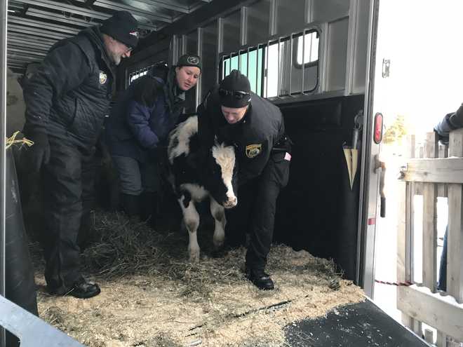 26 farm animals rescued in the midst of unprecedented cold spell