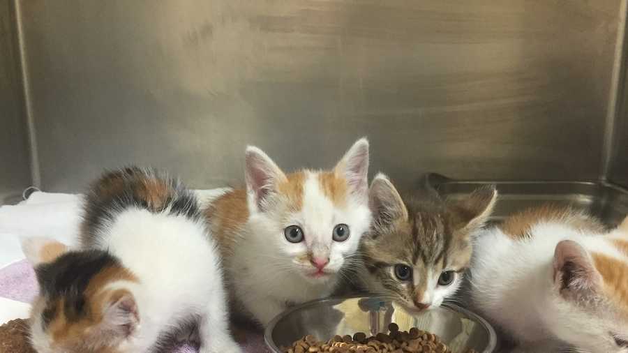 mspca-angell-hosts-catsgiving-food-drive-for-homeless-cats