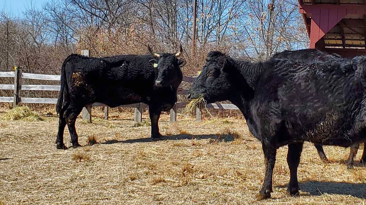 Rare cattle, goats need homes after cruelty investigation