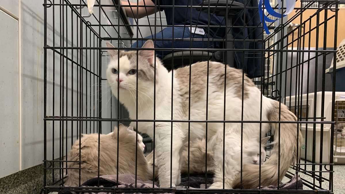 45 purebred ragdoll cats surrendered to the MSPCA