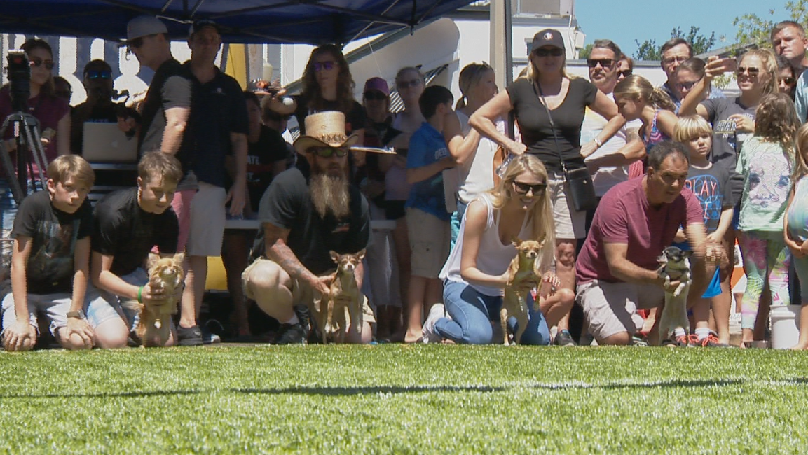 Annual Running of the Chihuahuas takes place in Winter Park