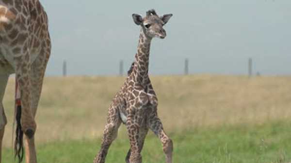 Giraffe Calf Born In Ohio Safari Park, Visitors Get To Watch