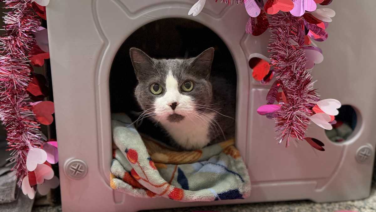 MSPCA, partner shelters waive fees during Valentine's weekend adoption event
