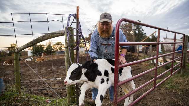 North Carolina community supports dairy farmer attacked by bull - Vimarsana News
