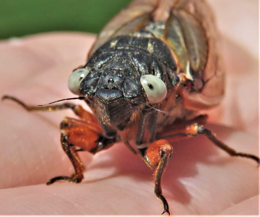 Olszewski tries fried cicada, says they taste like fried oysters