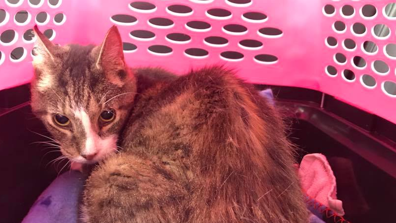26-year-old cat finds home with 27-year-old owner