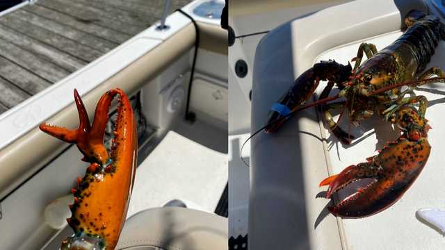 Three-clawed lobster caught off Maine coast - Vimarsana News