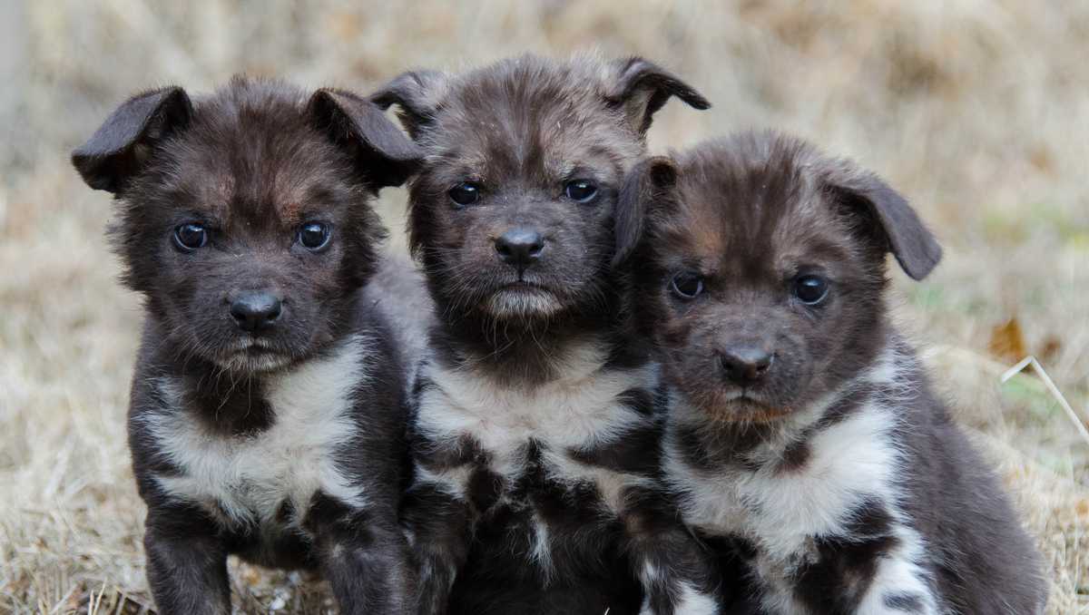 14 African painted dog pups born at Oklahoma City Zoo