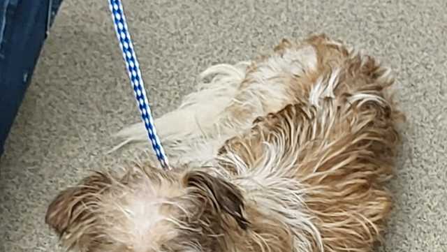 NHS investigating after dogs left to die inside Omaha home - Vimarsana News
