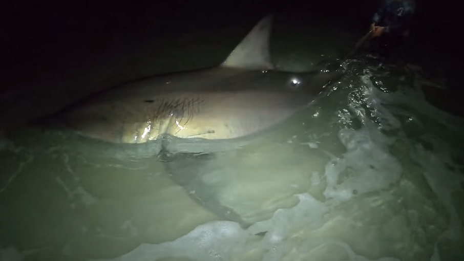Florida fishing adventure group catches large Great White Shark in
