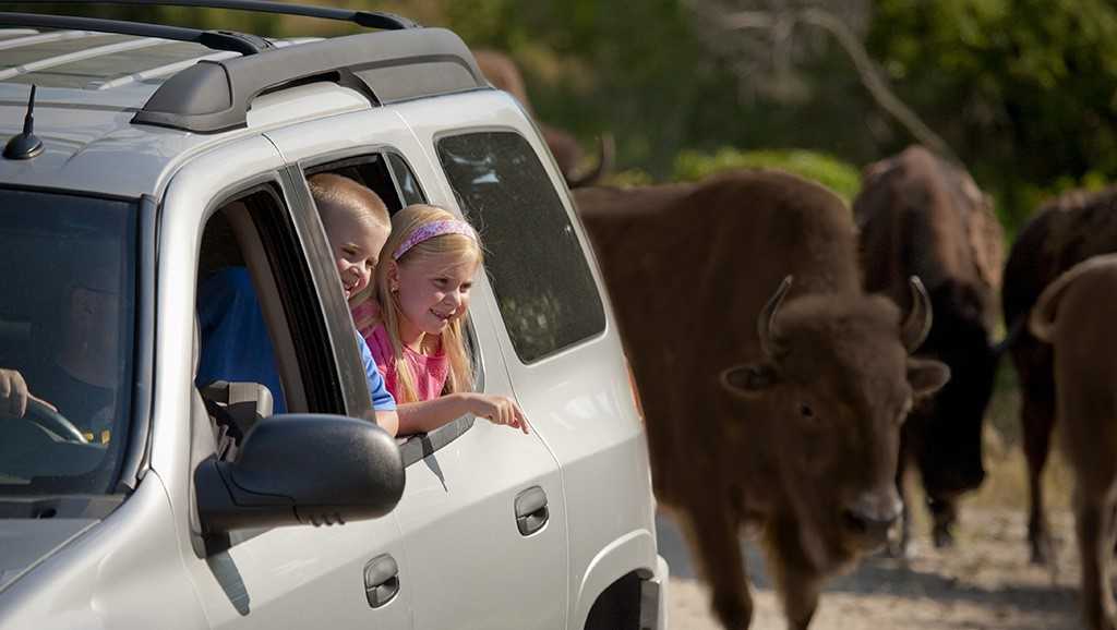 Wildlife Safari Park named 2018 best safari park in the country by USA