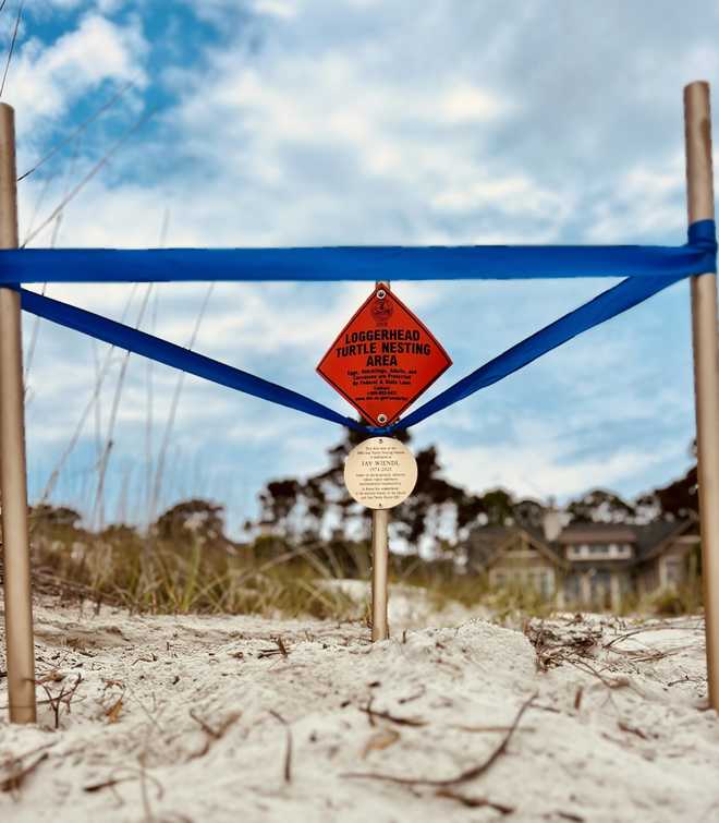 Hilton Head Island marks first sea turtle nest of the season